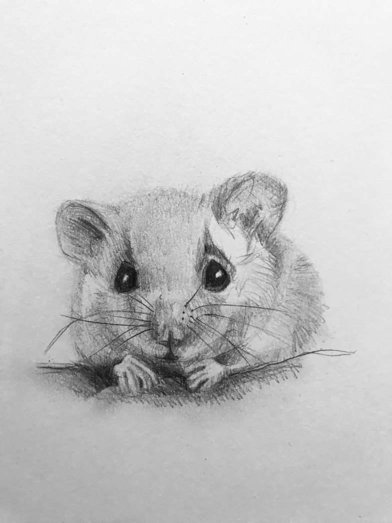 Милые хомячки для срисовки