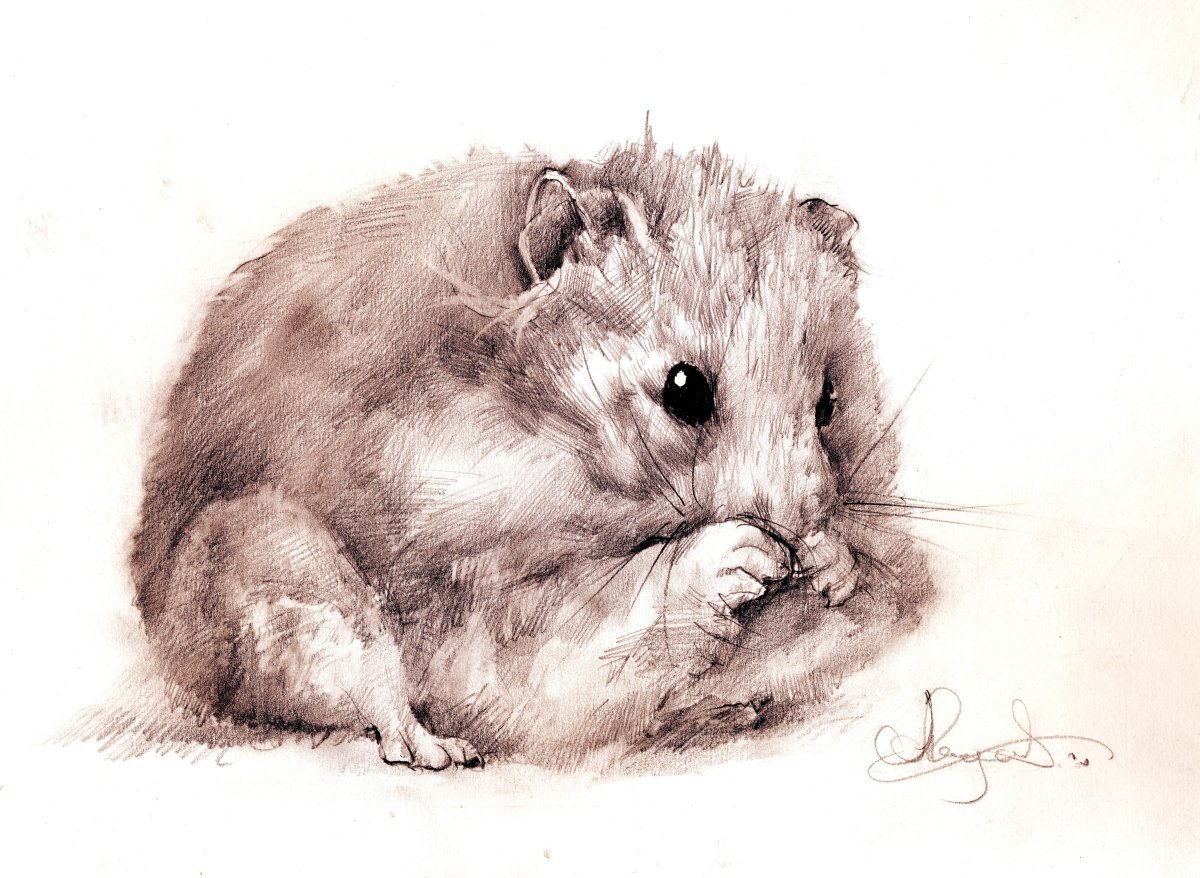 Раскраска милый хомячок