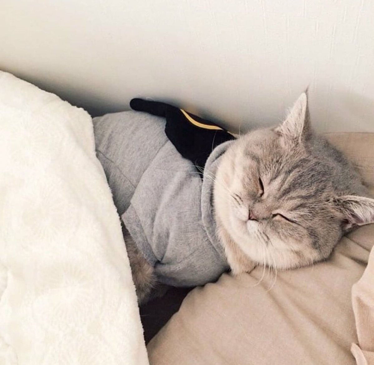 Спящий кот в пижаме