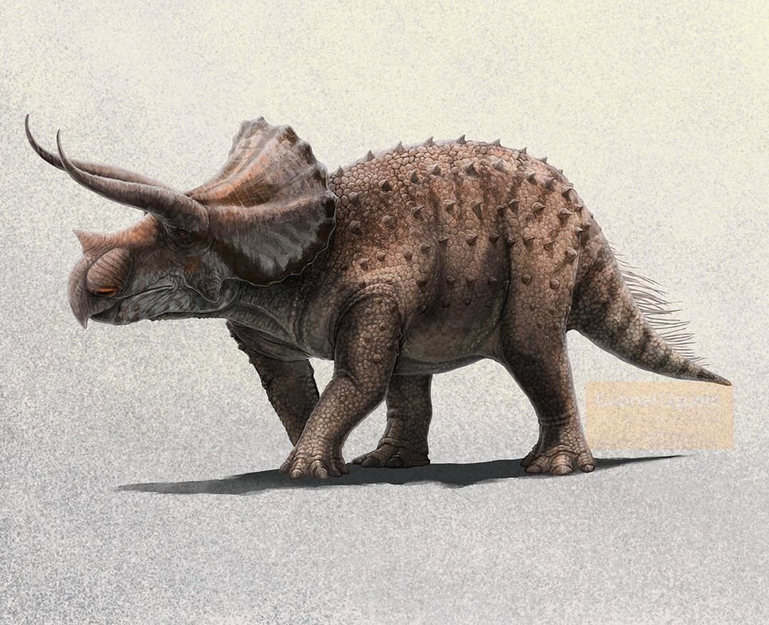 Triceratops / Трицератопс