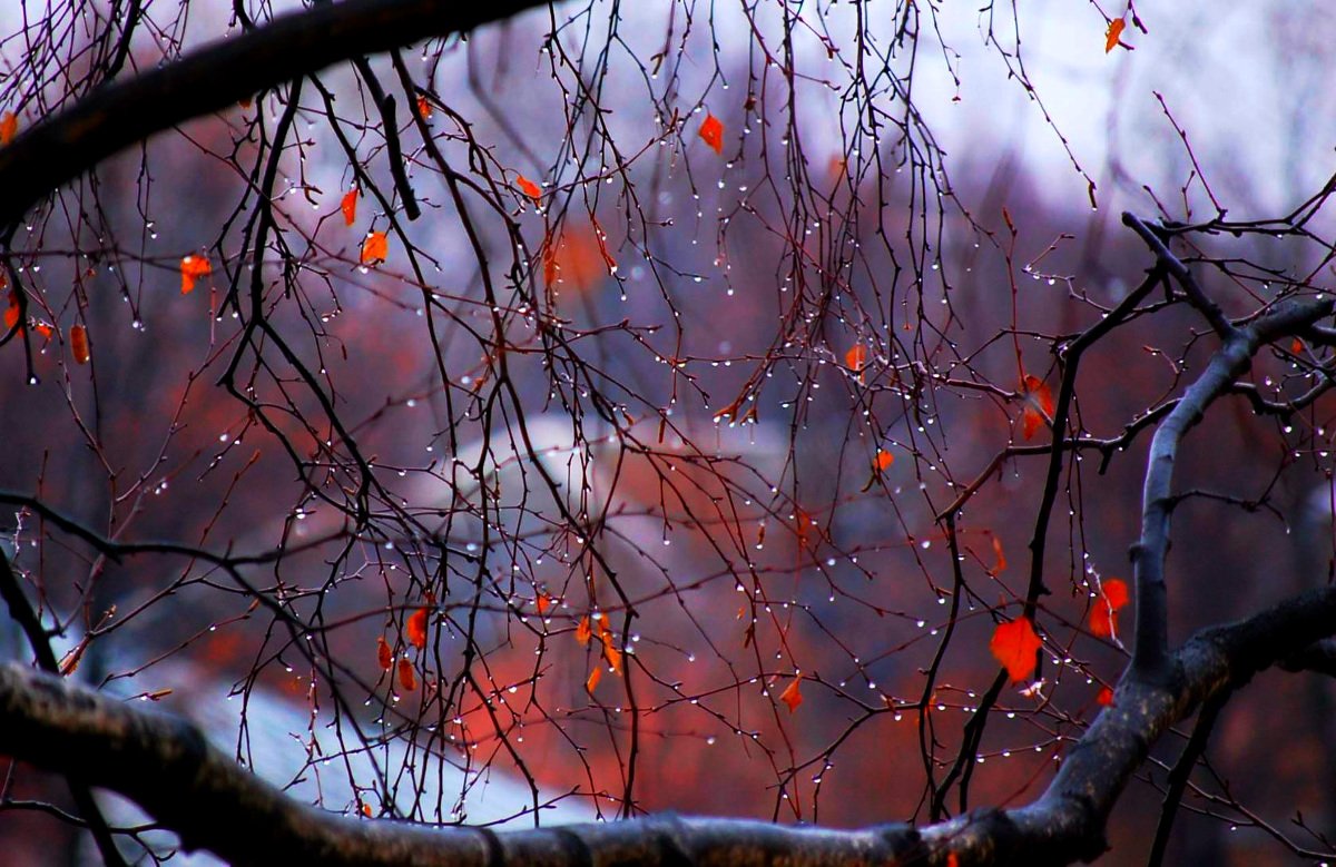 Осень дождь