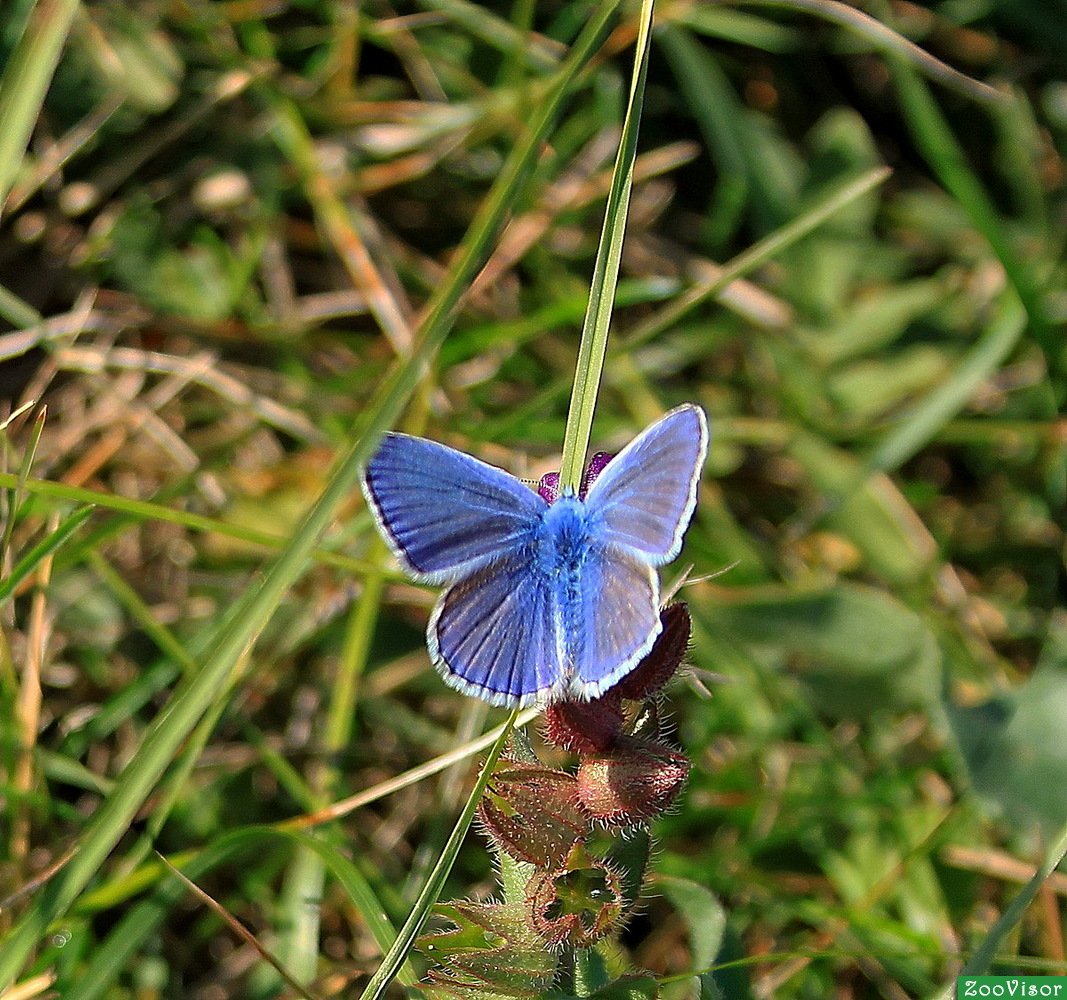 Голубянка Ореас бабочка