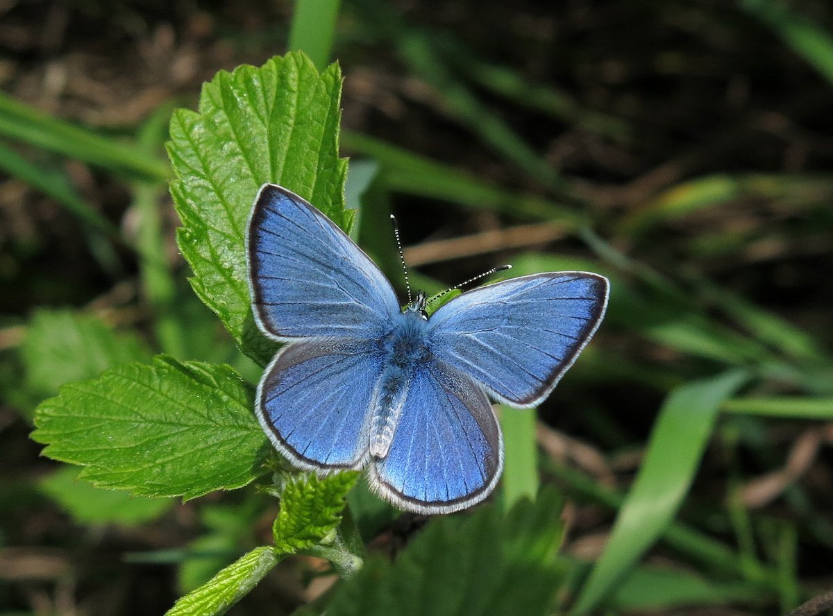 Голубянка круглопятнистая