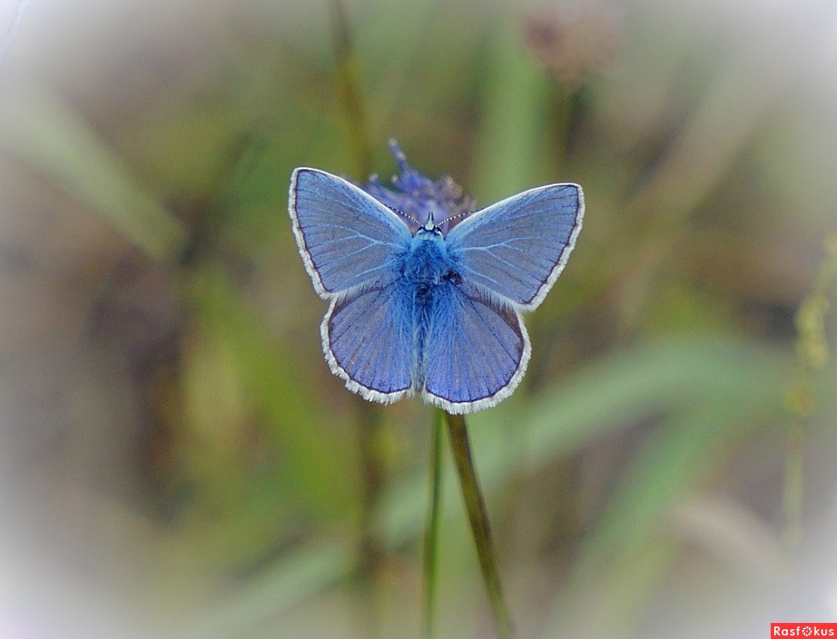 Бабочка Давида