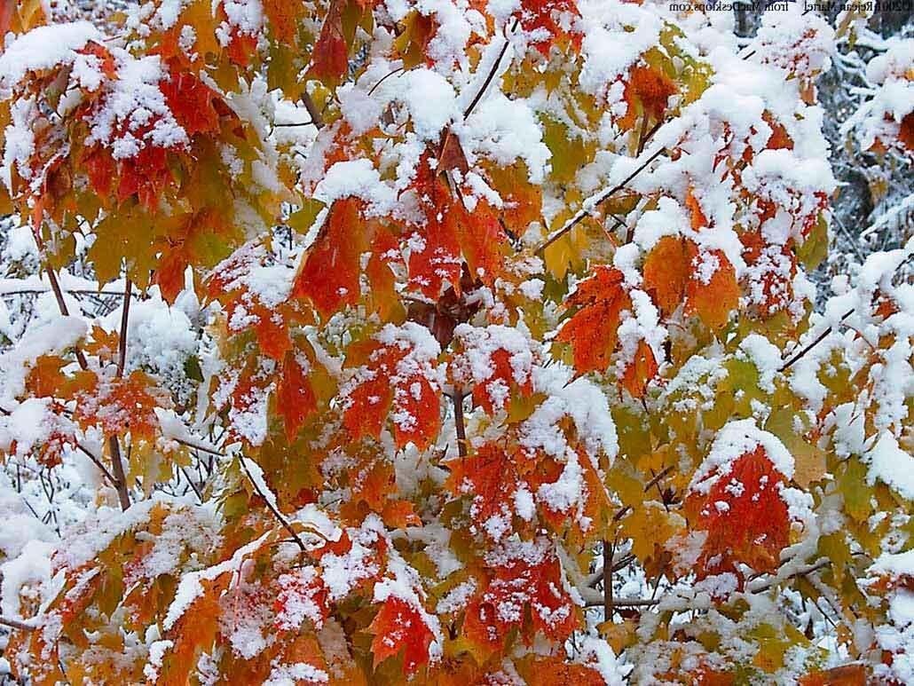 Снежная осень