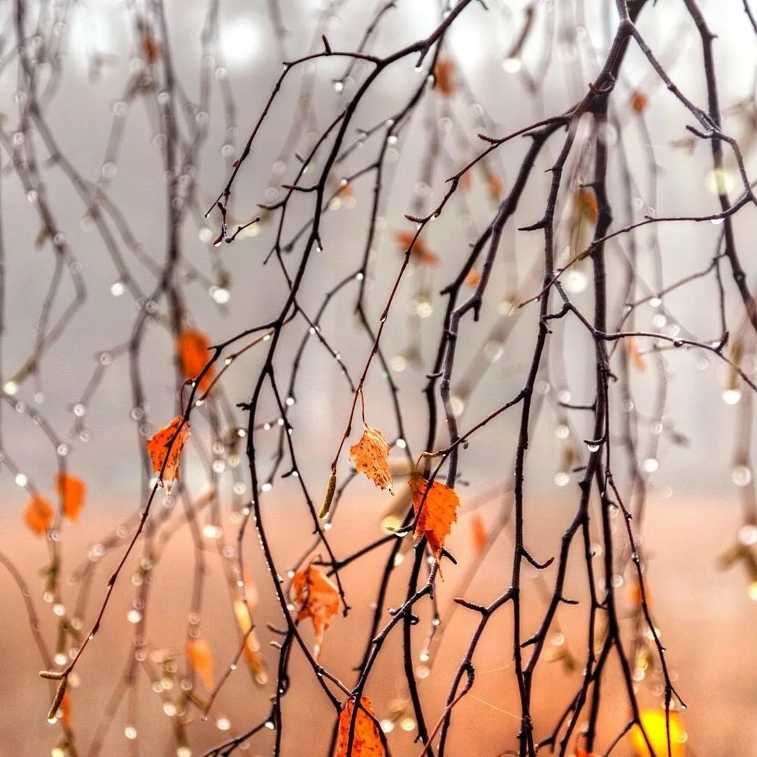 Осенняя ветка