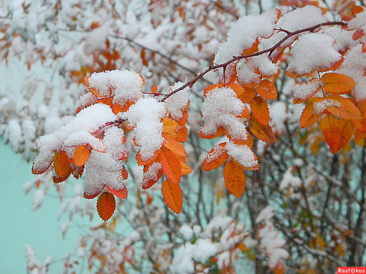 Ноябрь скоро зима