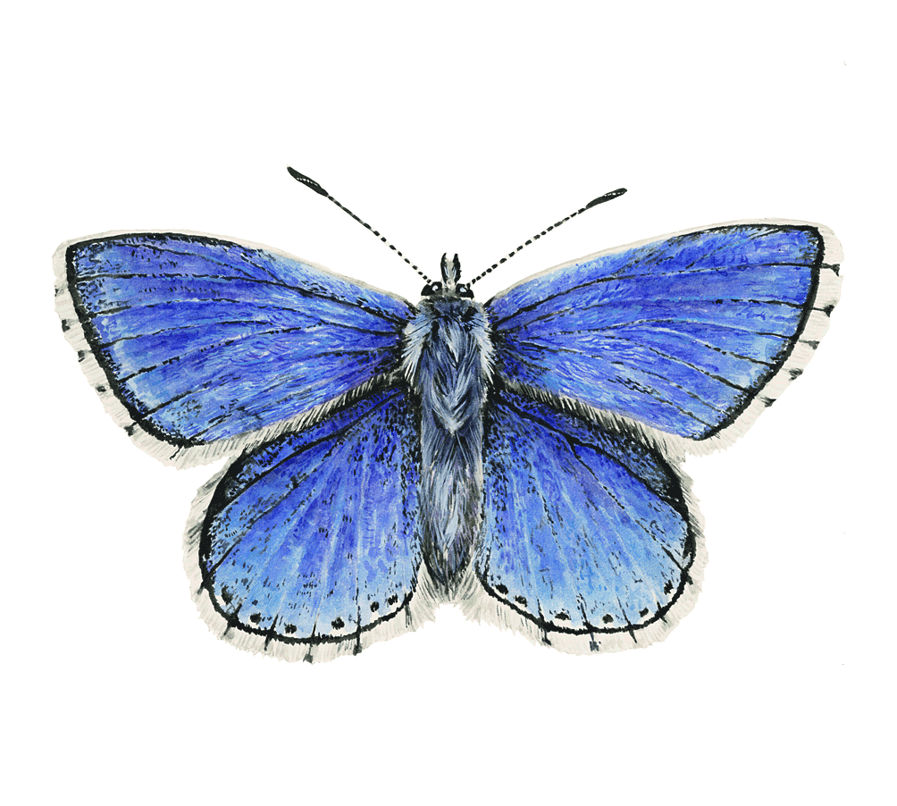 Голубянка Икар