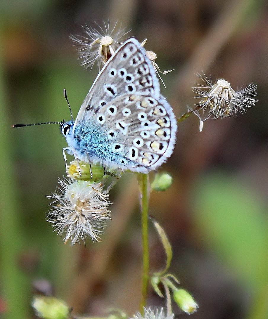 Бабочка голубянка картинка
