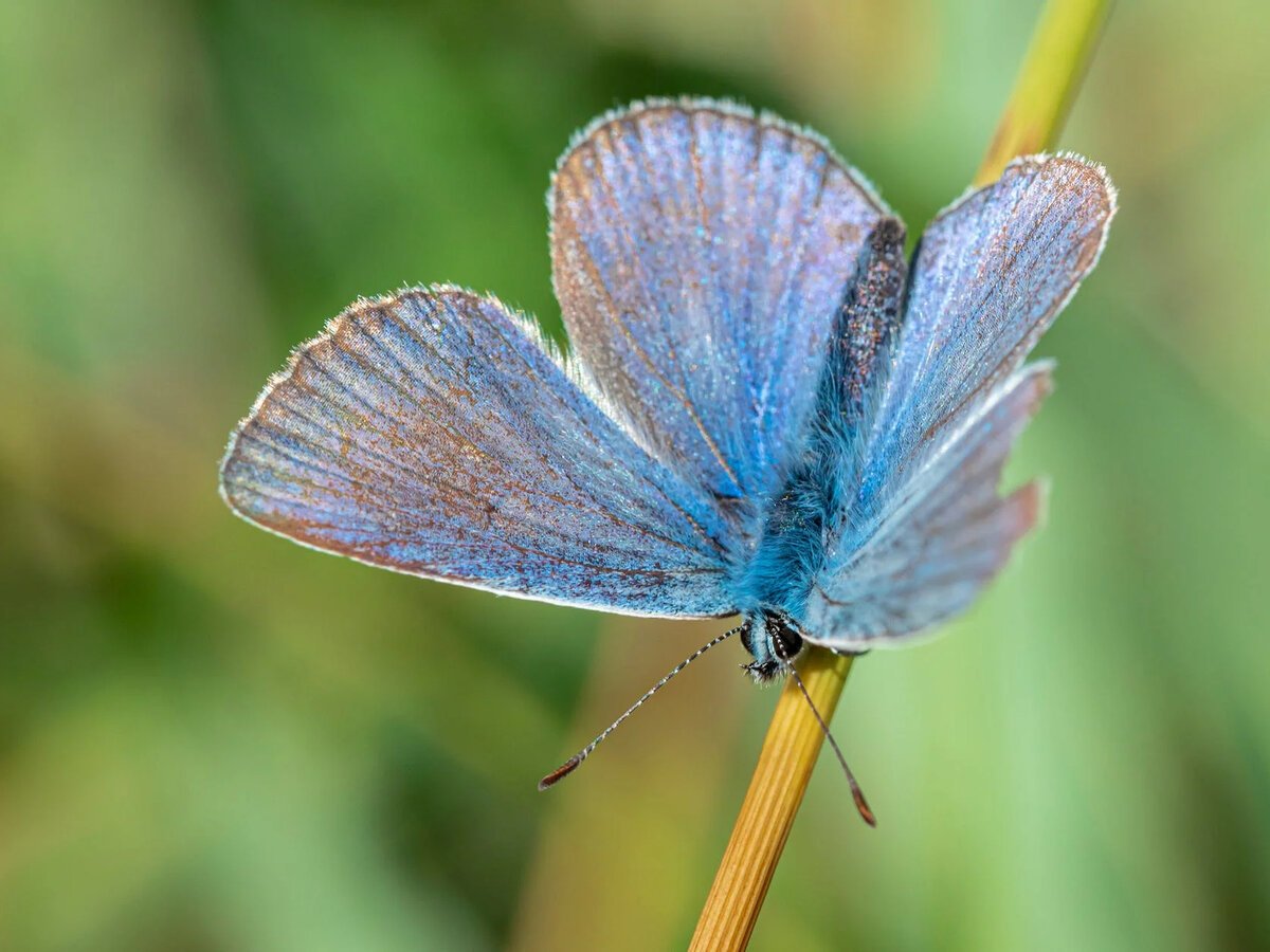 Голубянка Орион scolitantides Orion
