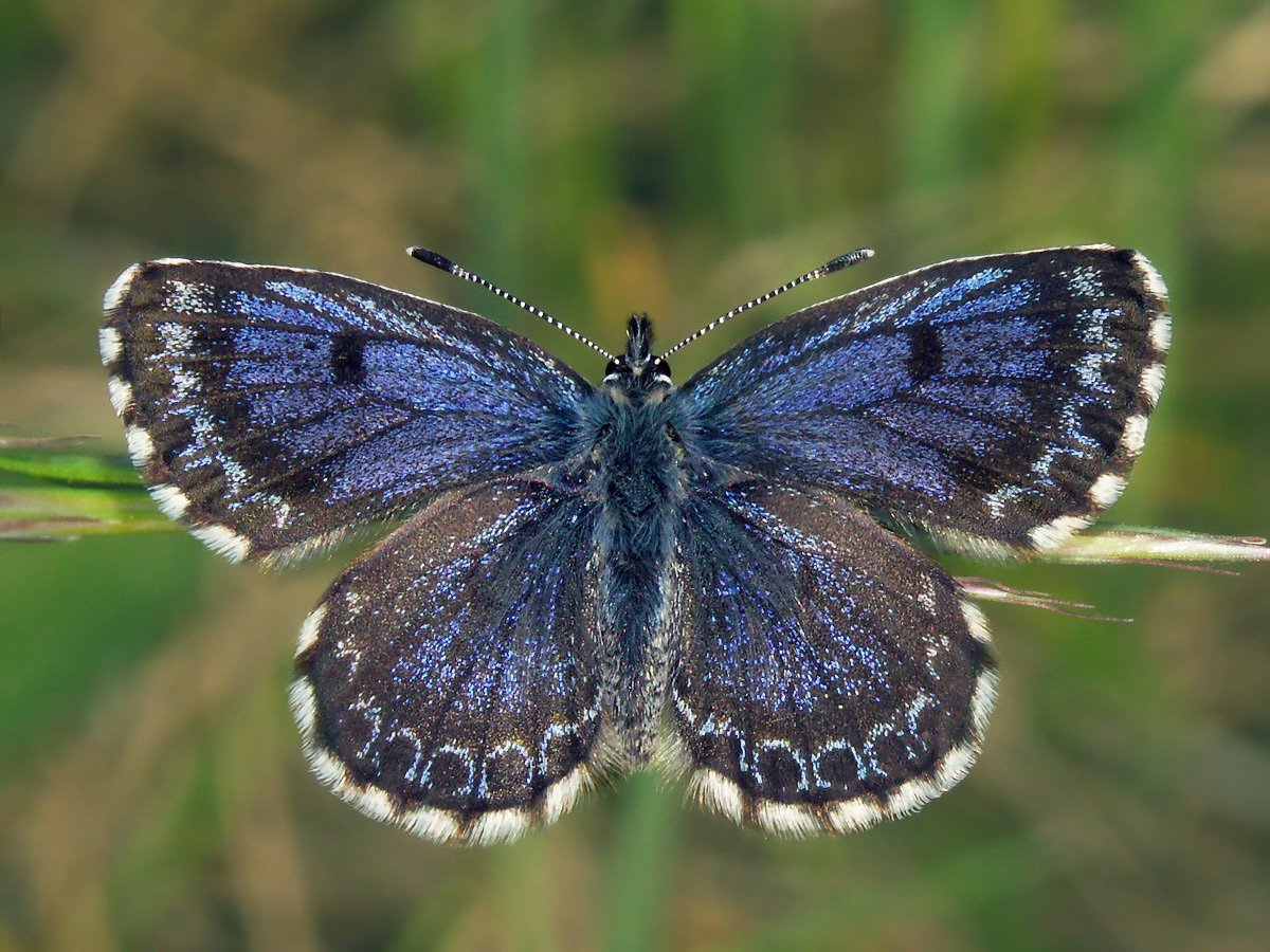 Алтайская бабочка голубая Ордынка