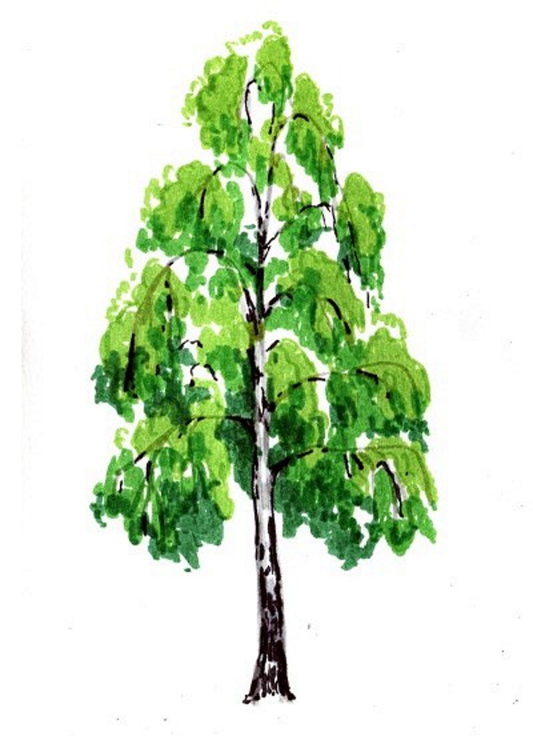 БФ русская береза