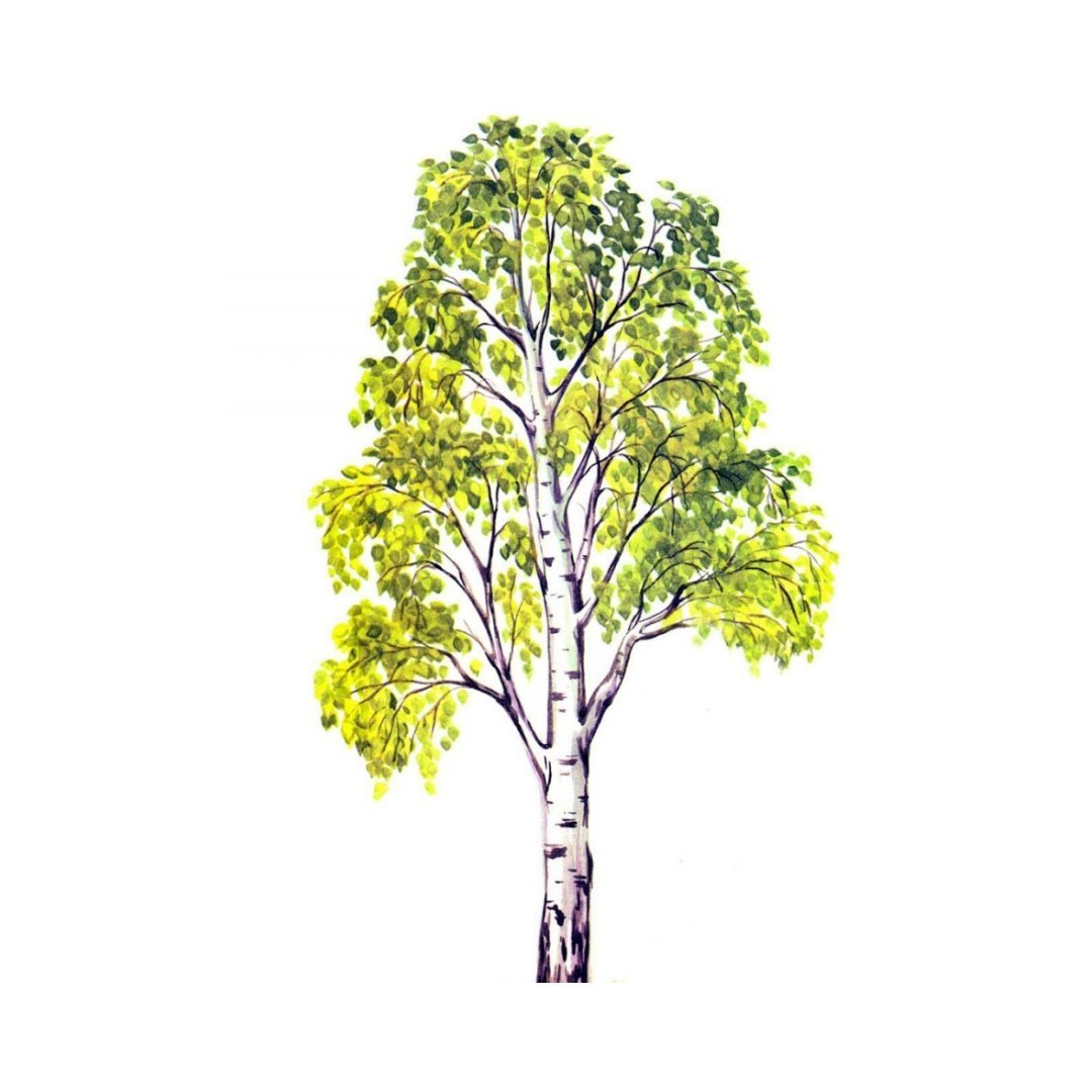 Деревья карточки береза