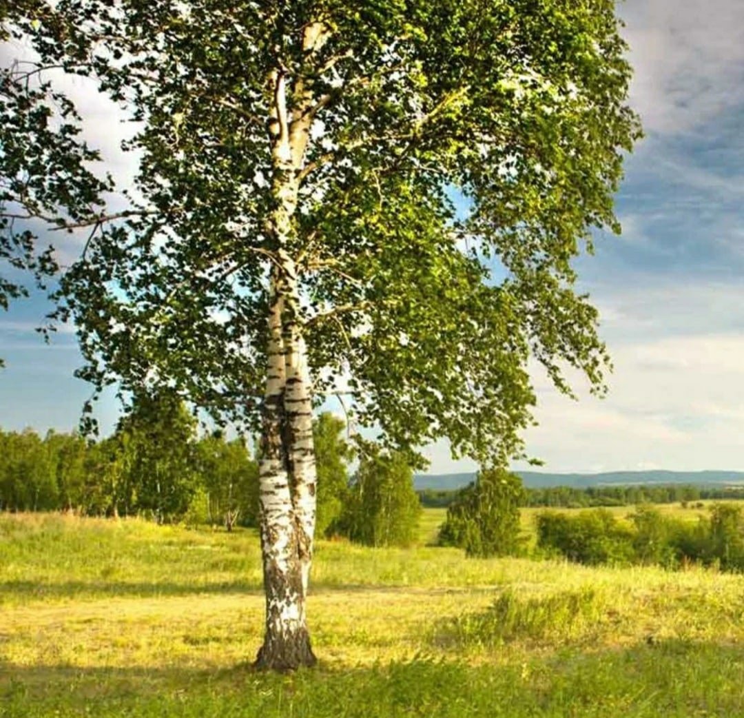 Моя Березовая Русь