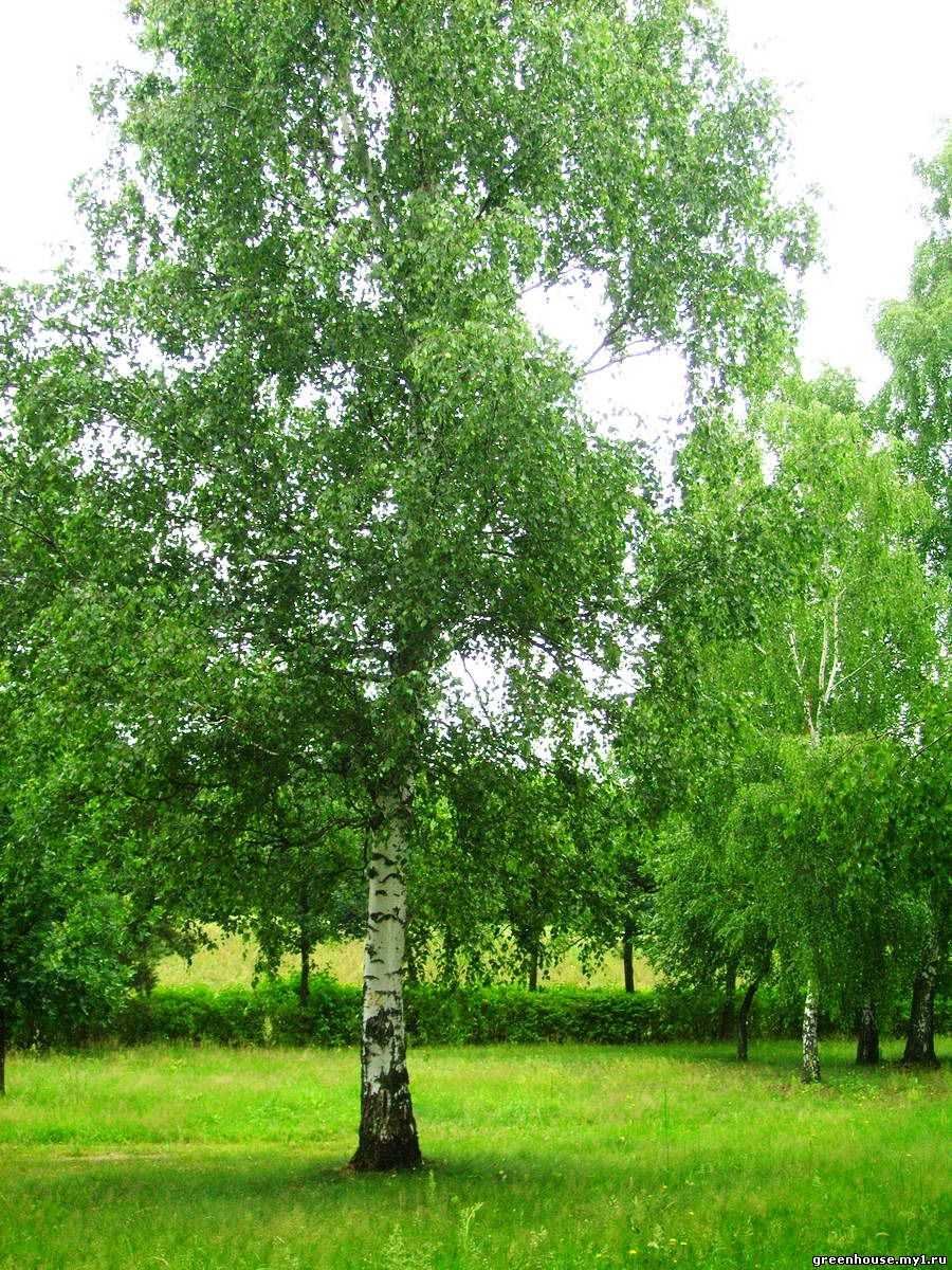 Березовая роща береза повислая