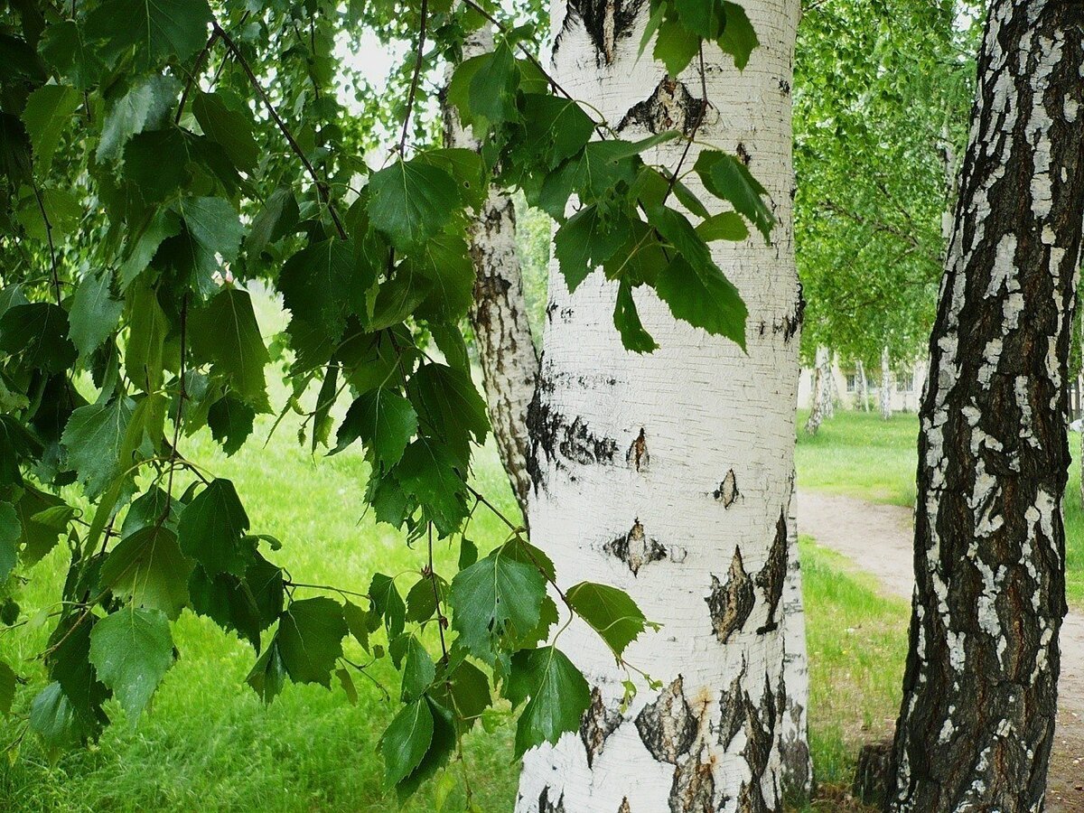 Березовая роща береза повислая
