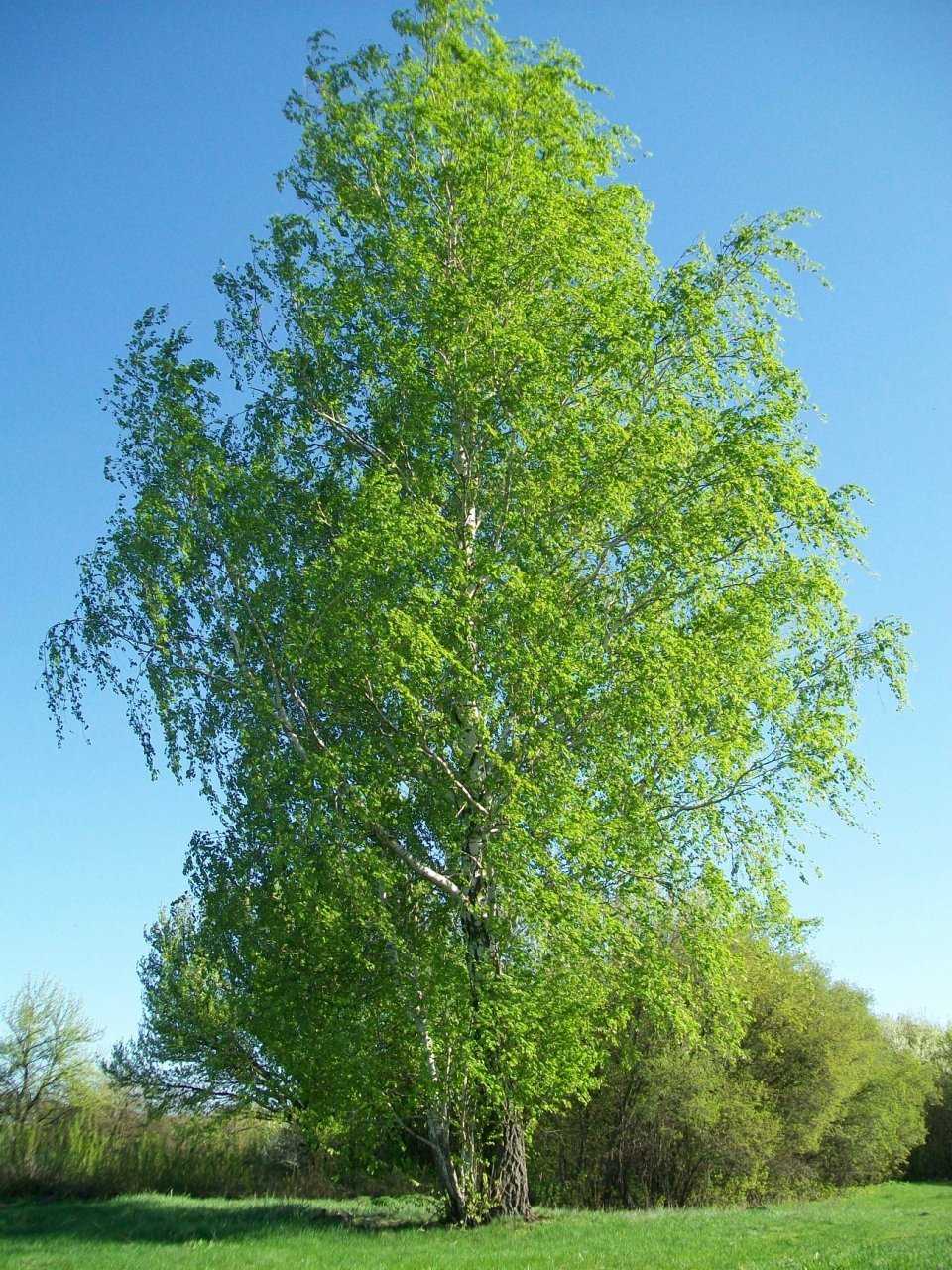 Березовая роща береза повислая