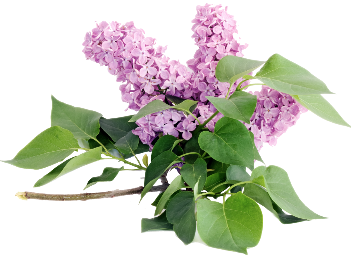 Сирень срезка