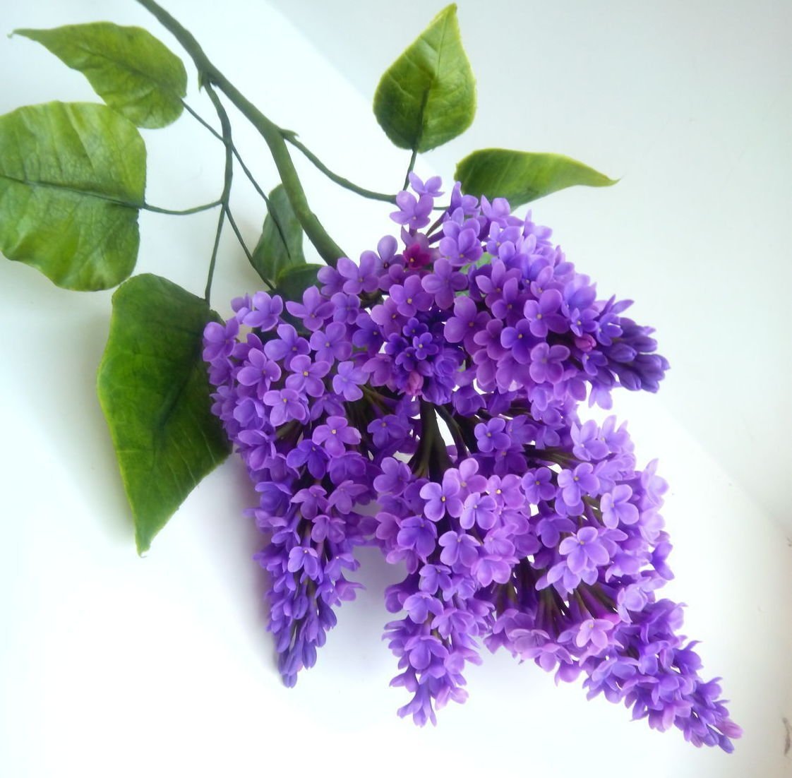 Ветка сирени