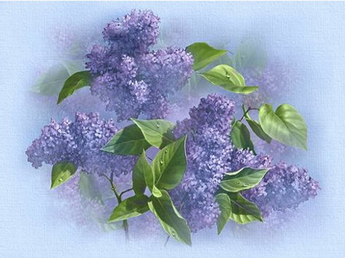 Верочка куст сирени