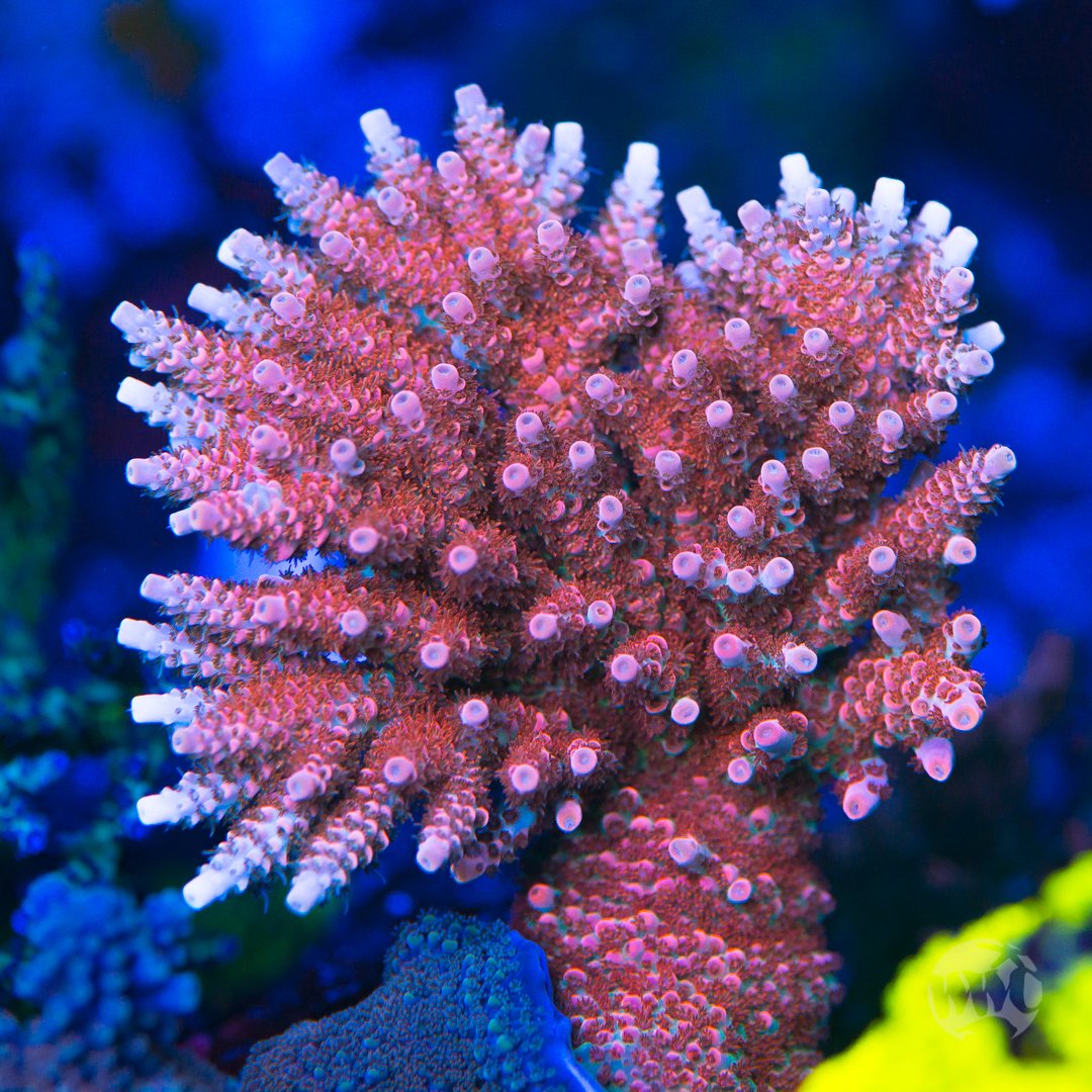 Акропора оленерогая