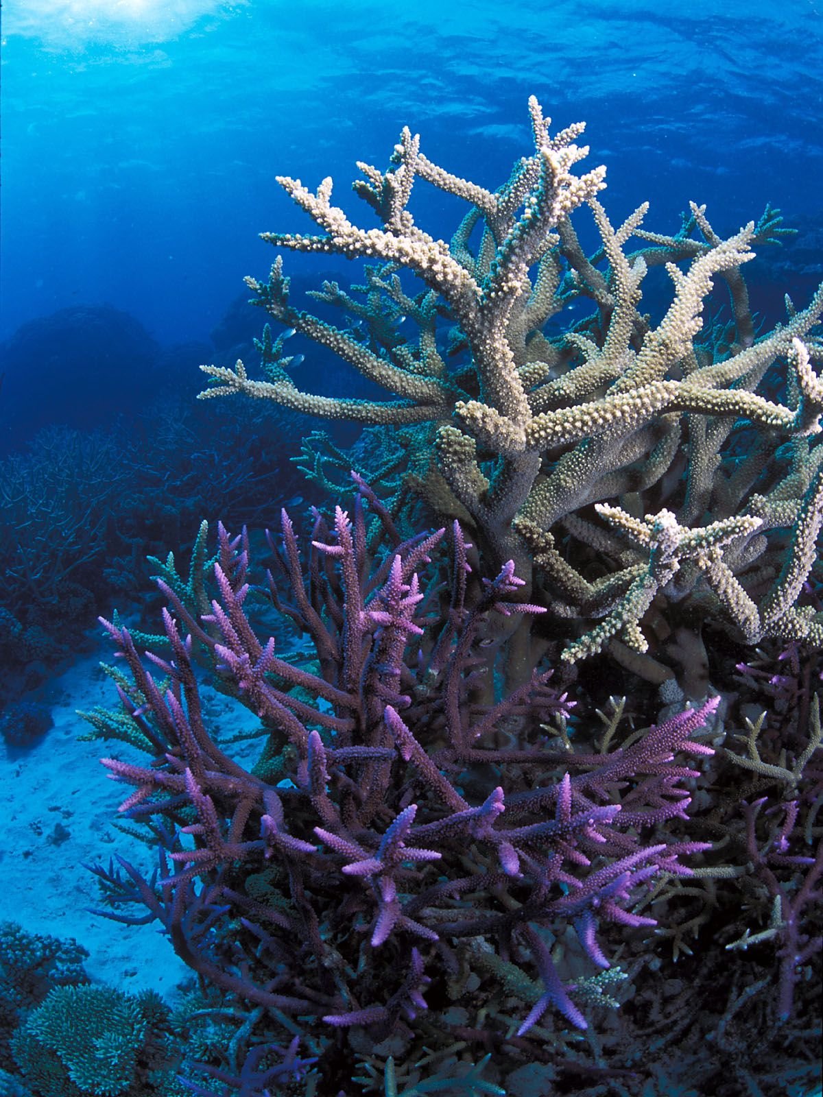 Барьерный риф кораллы