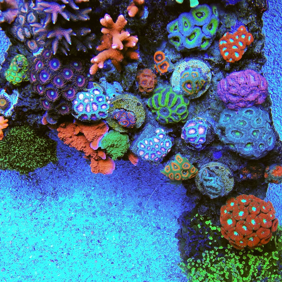 Твёрдые кораллы в аквариуме