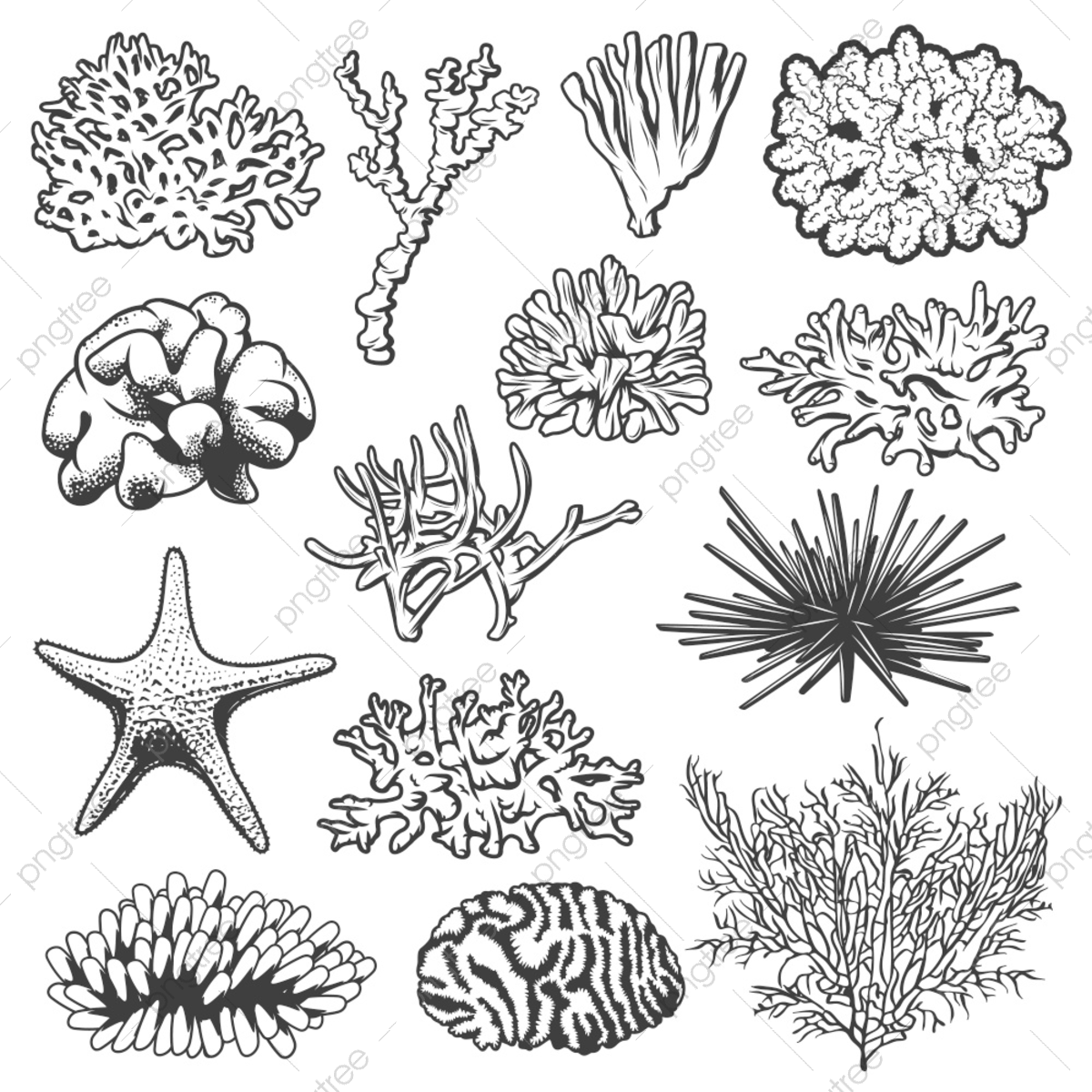 Водоросли орнамент