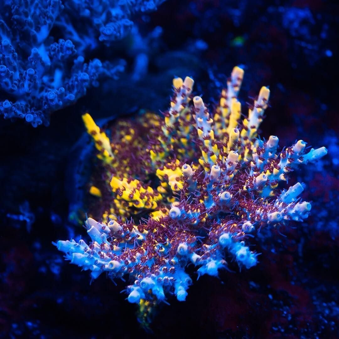 Кораллы аквариумные