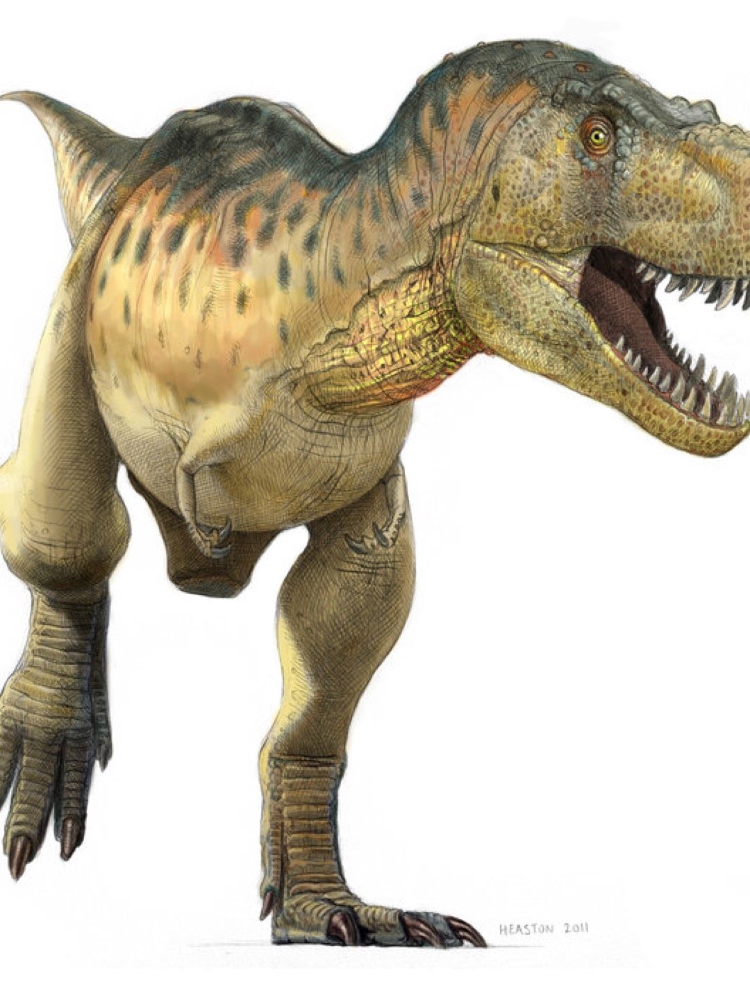 Тираннозавр Rex бежит