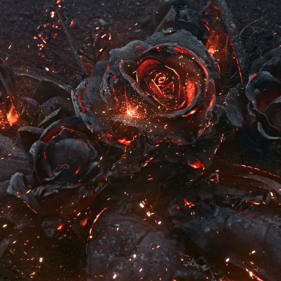 Роза Блэк Файер