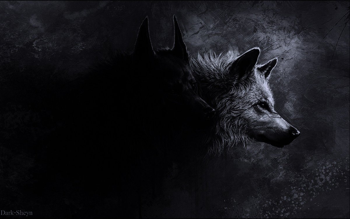 Волк на черном фоне