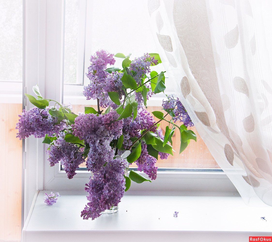 Сирень на окне