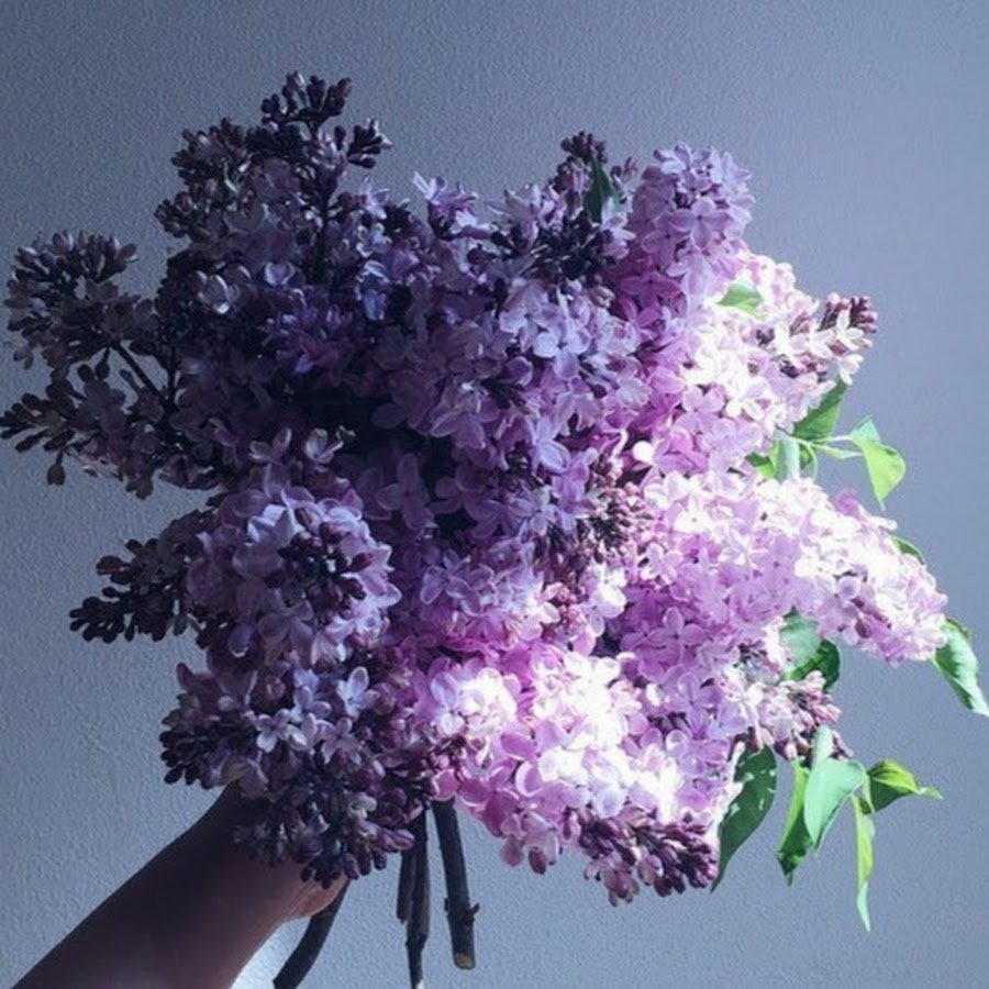 Сирень Эстетика