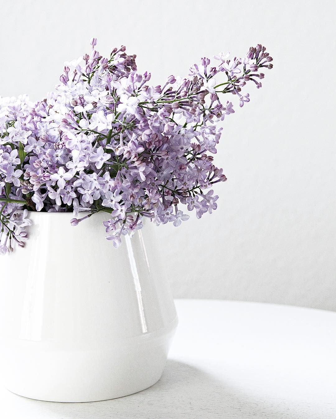 Бузин. Сирень