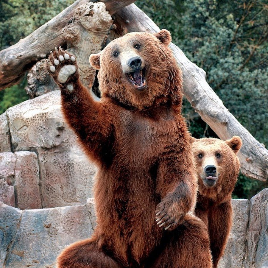 Стикер привет прикольные