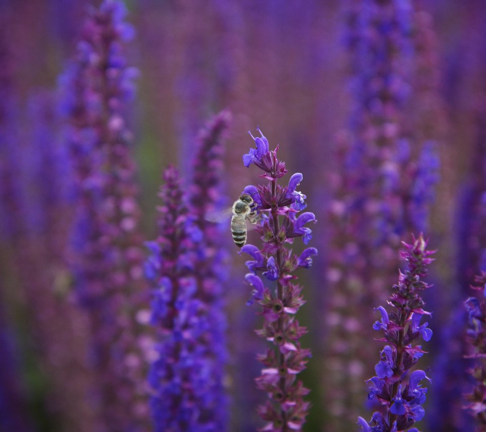 Шалфей Дубравный 'Mainacht'