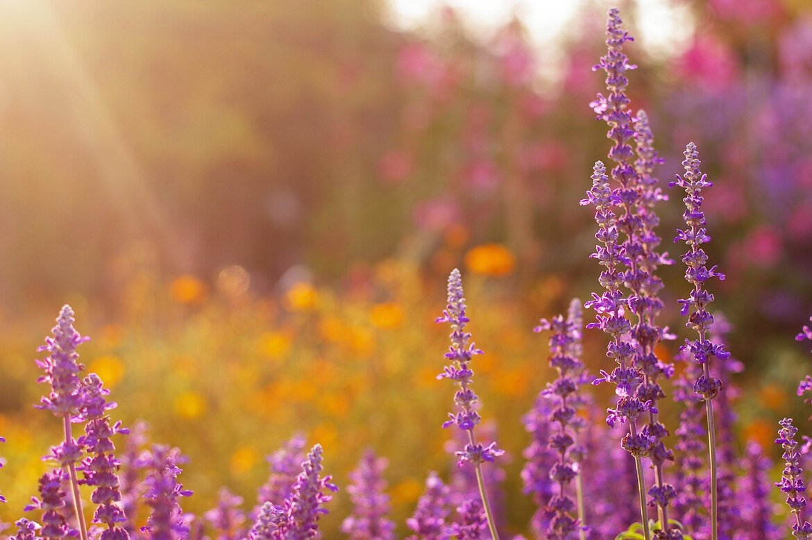 Шалфей узколистный