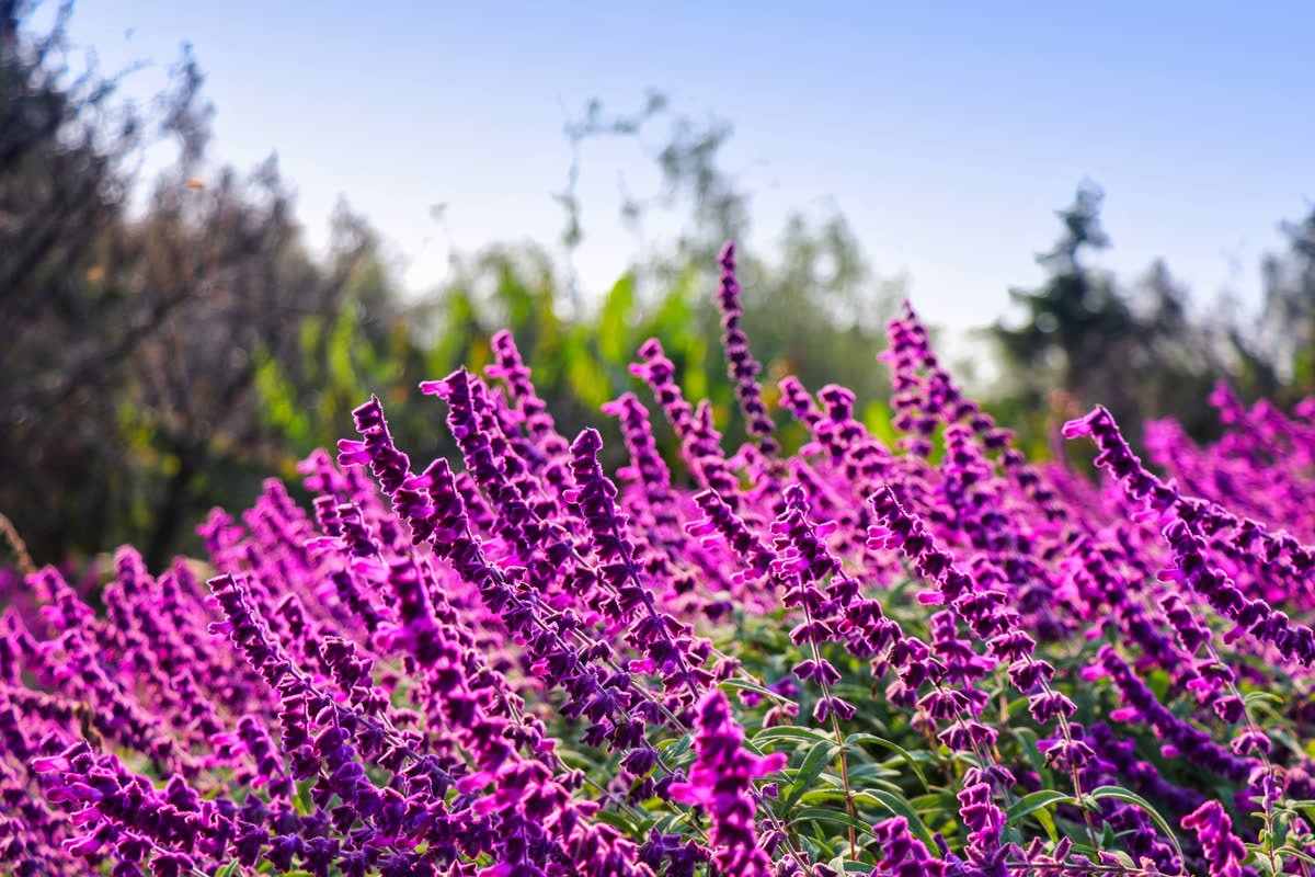 Шалфей узколистный