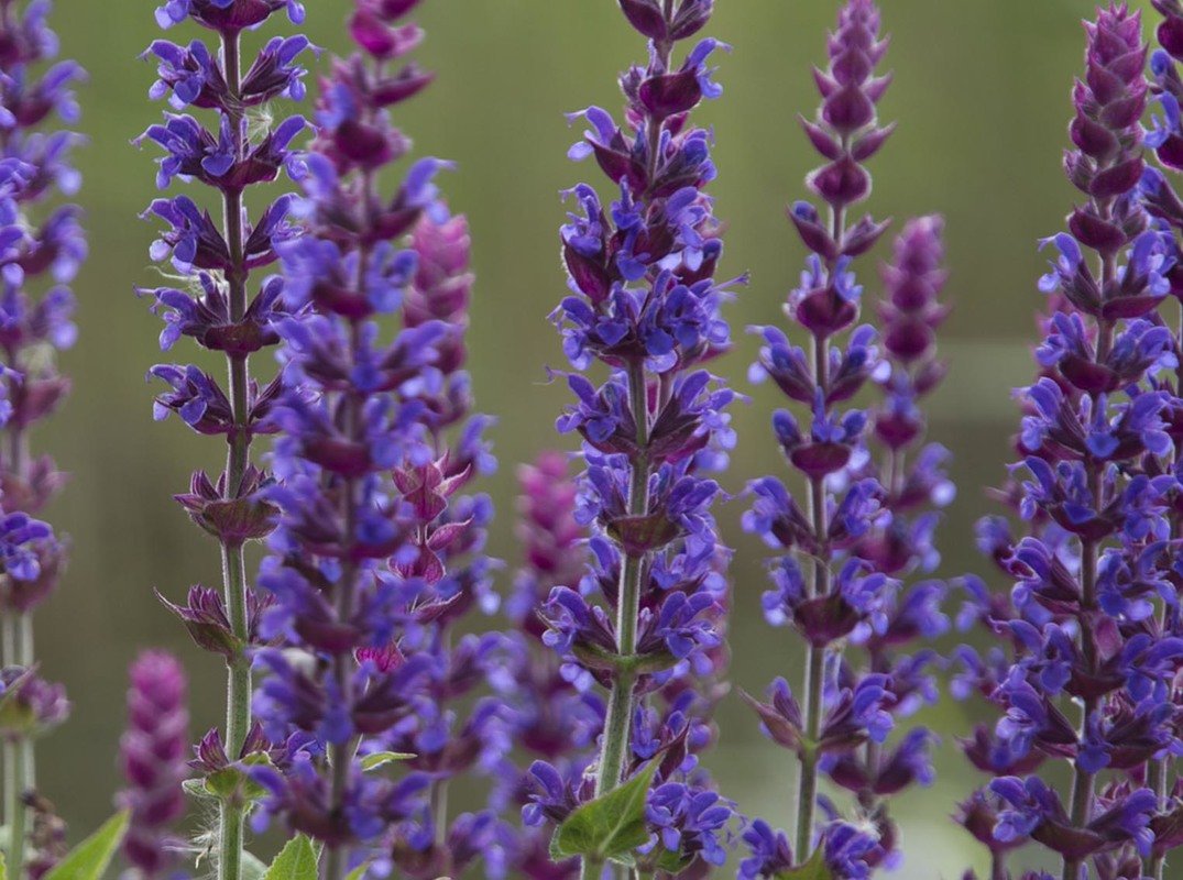 Шалфей Луговой медонос