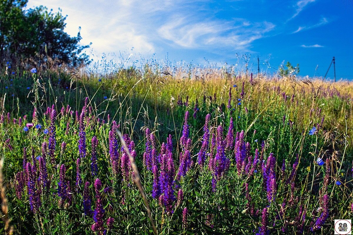 Шалфей Дубравный Майнахт