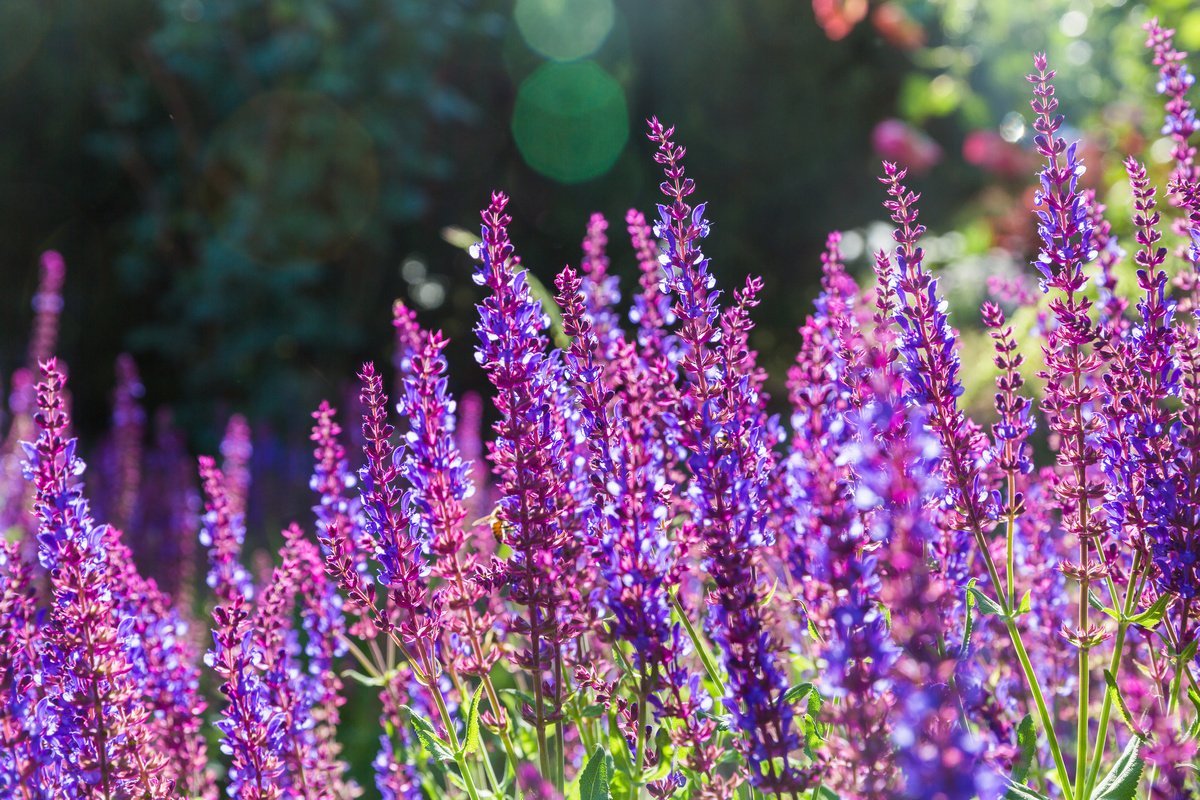 Гареджский шалфей