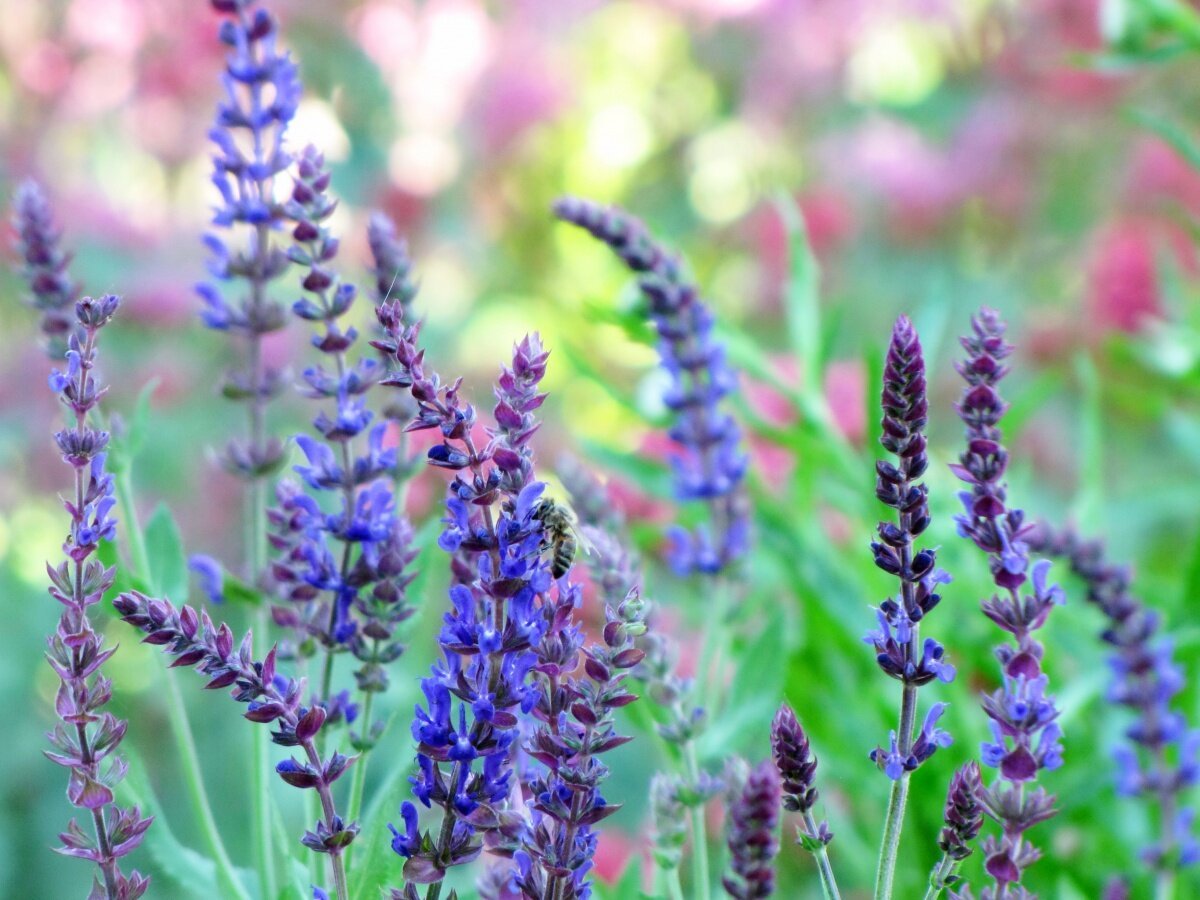 Шалфей лавандолистный