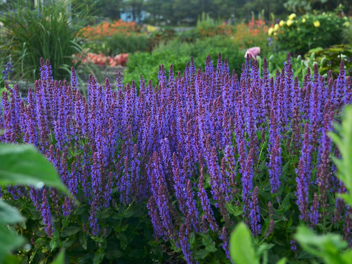 Шалфей Луговой медонос