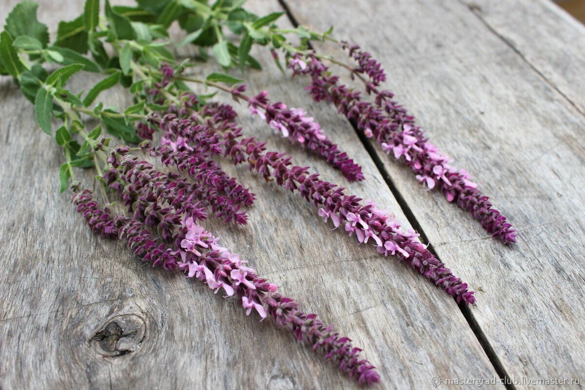 Шалфей остепненный