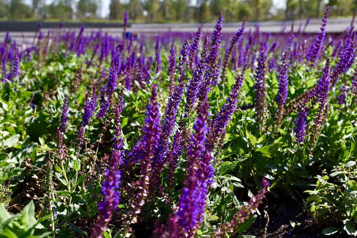 Сальвия дивинорум