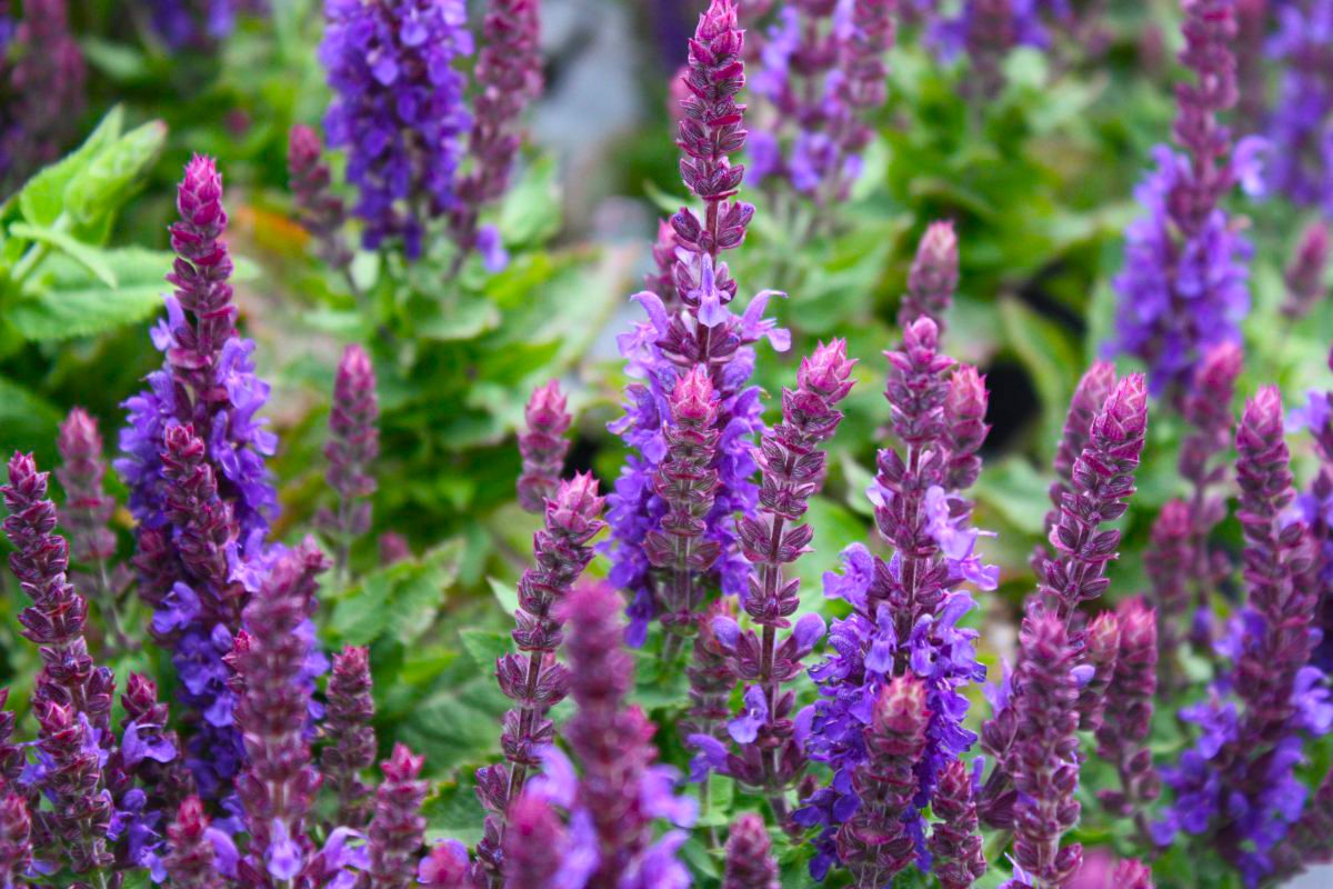 Шалфей Дубравный Майнахт