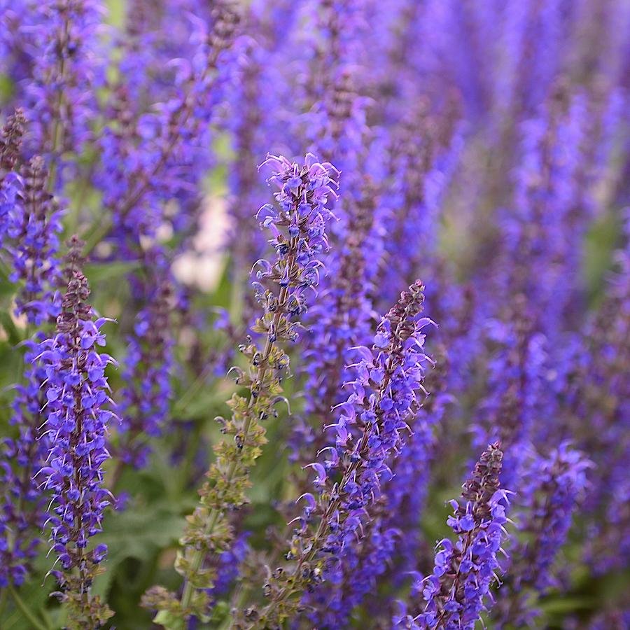 Шалфей индиго Луговой