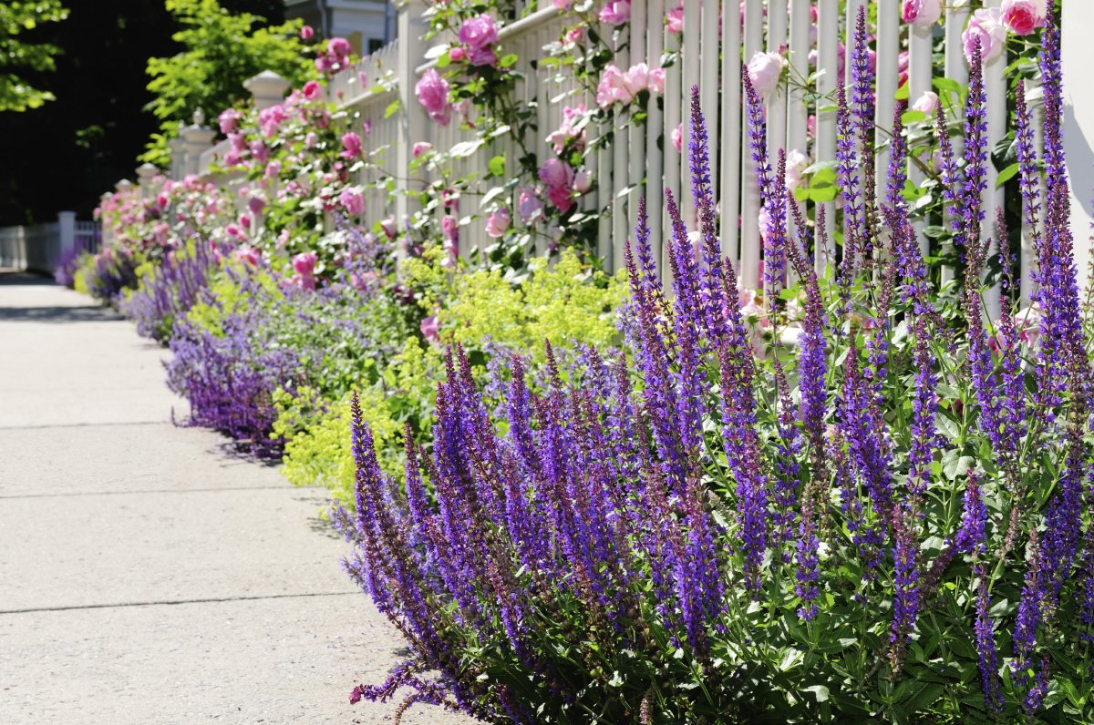 Шалфей лавандолистный