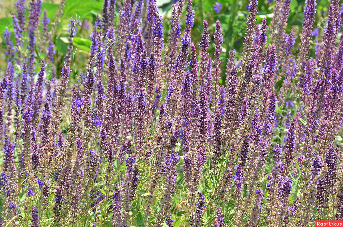 Salvia superba шалфей Дубравный